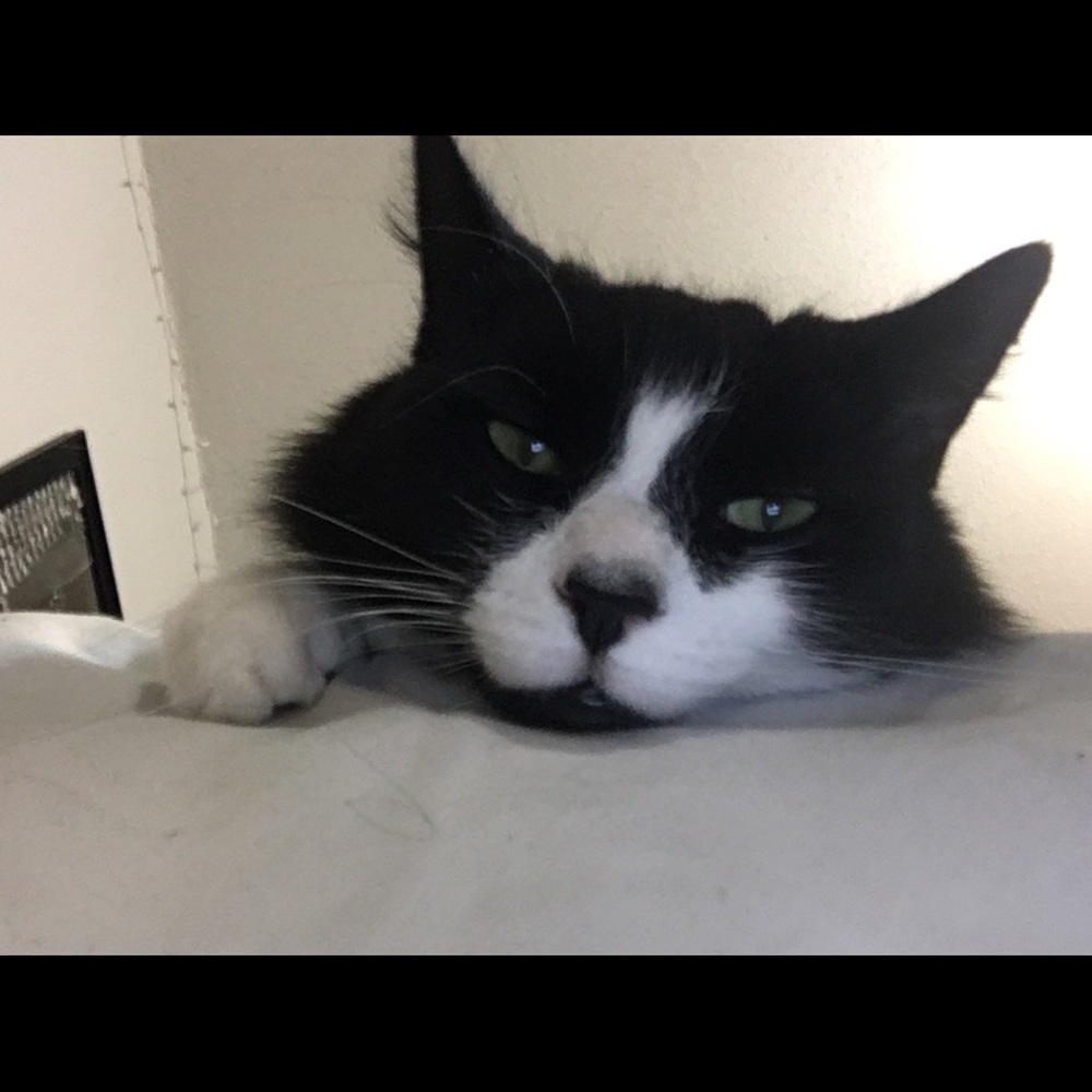 Meet your Posher, Gabby